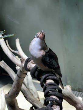 カワスイ 川崎⽔族館に投稿された画像（2023/2/22）