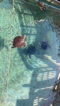 新江ノ島水族館に投稿された画像（2023/2/22）