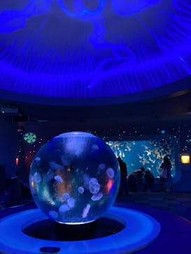 新江ノ島水族館に投稿された画像（2023/2/22）