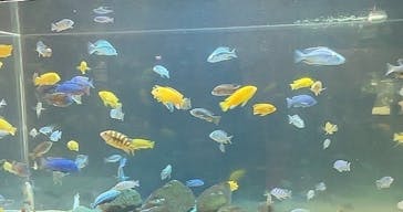 カワスイ 川崎⽔族館に投稿された画像（2023/2/22）