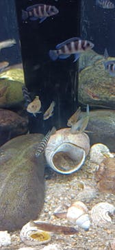 カワスイ 川崎⽔族館に投稿された画像（2023/2/22）