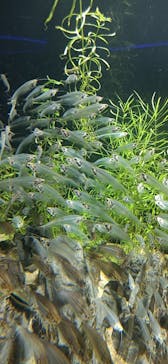 カワスイ 川崎⽔族館に投稿された画像（2023/2/22）