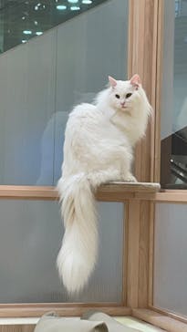 猫カフェモカ　イオンモール幕張新都心店に投稿された画像（2023/2/22）