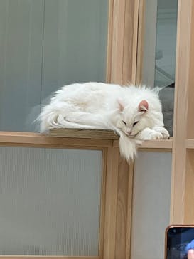 猫カフェモカ　イオンモール幕張新都心店に投稿された画像（2023/2/22）