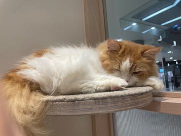 猫カフェモカ　イオンモール幕張新都心店に投稿された画像（2023/2/22）