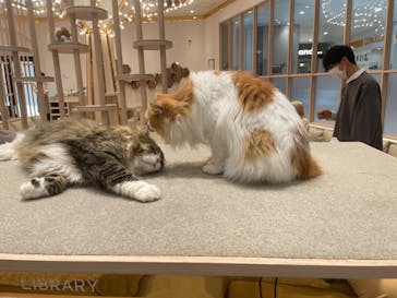 猫カフェモカ　イオンモール幕張新都心店に投稿された画像（2023/2/22）