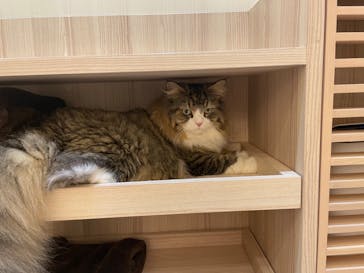 猫カフェモカ　イオンモール幕張新都心店に投稿された画像（2023/2/22）