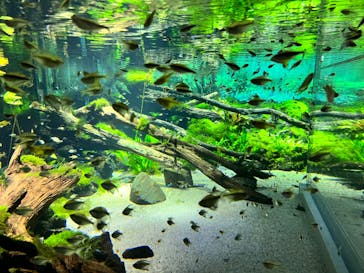 カワスイ 川崎⽔族館に投稿された画像（2023/2/22）