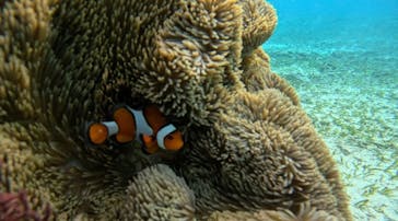 青の洞窟専門店　沖縄ダイビングショップ和に投稿された画像（2023/2/22）