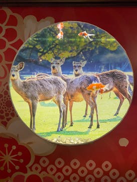 NARA KINGYO MUSEUMに投稿された画像（2023/2/22）