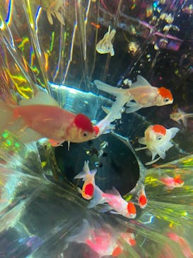 NARA KINGYO MUSEUMに投稿された画像（2023/2/22）