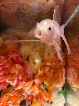 NARA KINGYO MUSEUMに投稿された画像（2023/2/22）