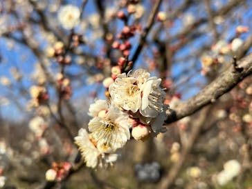 偕楽園本園に投稿された画像（2023/2/22）