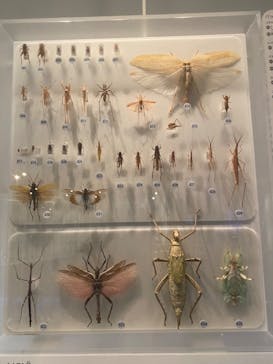 国立科学博物館に投稿された画像（2023/2/22）