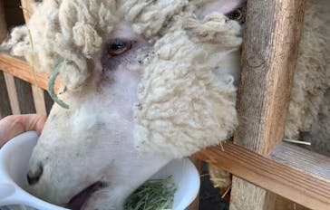 淡路ファームパーク イングランドの丘に投稿された画像（2023/2/23）