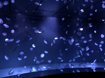 サンシャイン水族館に投稿された画像（2023/2/23）