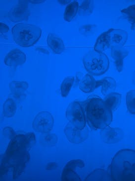 アクアワールド茨城県大洗水族館に投稿された画像（2023/2/23）