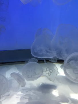 アクアワールド茨城県大洗水族館に投稿された画像（2023/2/23）