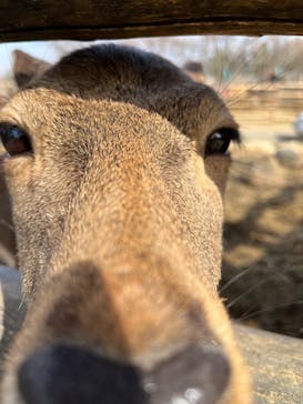群馬サファリパークに投稿された画像（2023/2/23）