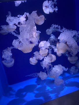 新江ノ島水族館に投稿された画像（2023/2/23）