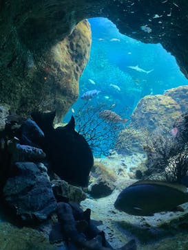 新江ノ島水族館に投稿された画像（2023/2/23）