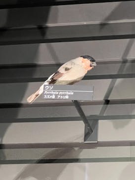 国立科学博物館に投稿された画像（2023/2/23）