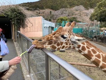 伊豆アニマルキングダムに投稿された画像（2023/2/23）