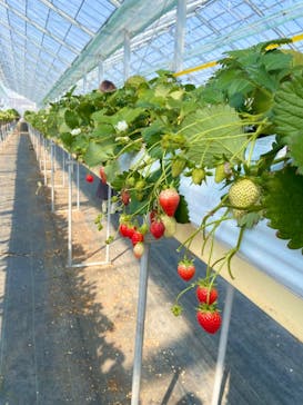 果実の里 原田農園に投稿された画像（2023/2/23）