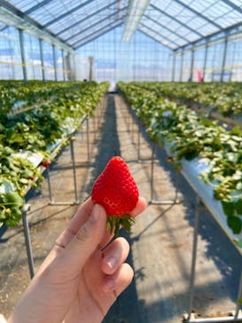 果実の里 原田農園に投稿された画像（2023/2/23）