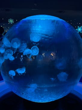 新江ノ島水族館に投稿された画像（2023/2/23）