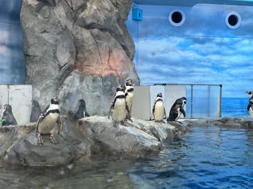 新江ノ島水族館に投稿された画像（2023/2/23）