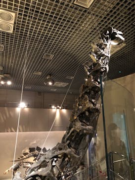 国立科学博物館に投稿された画像（2023/2/23）