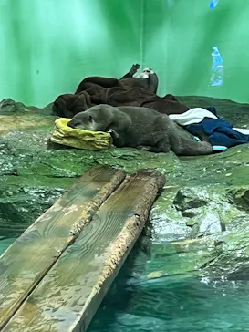 しながわ水族館に投稿された画像（2023/2/23）