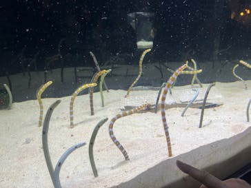 京都水族館に投稿された画像（2023/2/23）