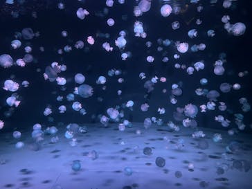 京都水族館に投稿された画像（2023/2/23）