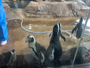 京都水族館に投稿された画像（2023/2/23）