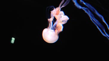 サンシャイン水族館に投稿された画像（2023/2/23）