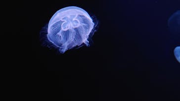 サンシャイン水族館に投稿された画像（2023/2/23）