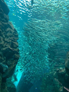 上越市立水族博物館 うみがたりに投稿された画像（2023/2/23）