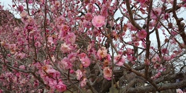 偕楽園本園に投稿された画像（2023/2/23）