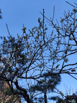 三溪園に投稿された画像（2023/2/23）