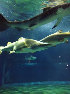 アクアワールド茨城県大洗水族館に投稿された画像（2023/2/23）