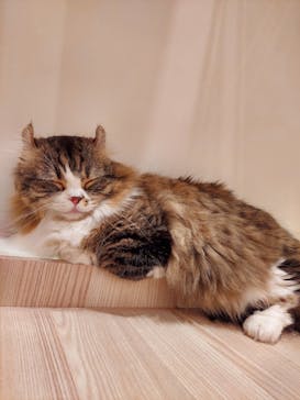 猫カフェモカ　イオンモール幕張新都心店に投稿された画像（2023/2/23）