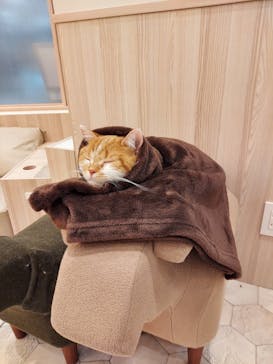 猫カフェモカ　イオンモール幕張新都心店に投稿された画像（2023/2/23）