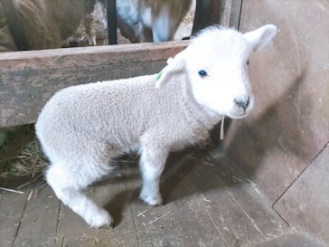 まかいの牧場に投稿された画像（2023/2/23）