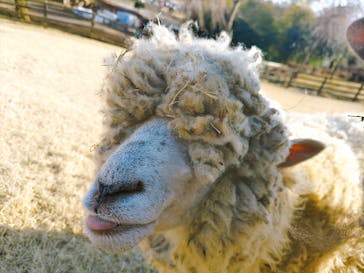 まかいの牧場に投稿された画像（2023/2/23）