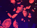 名古屋港水族館に投稿された画像（2023/2/23）
