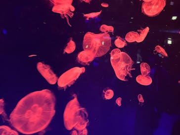 名古屋港水族館に投稿された画像（2023/2/23）