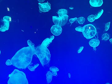 名古屋港水族館に投稿された画像（2023/2/23）