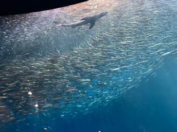 名古屋港水族館に投稿された画像（2023/2/23）